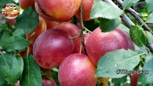 Лук чеснок Суворова. Что Суворов нашел в Альпах