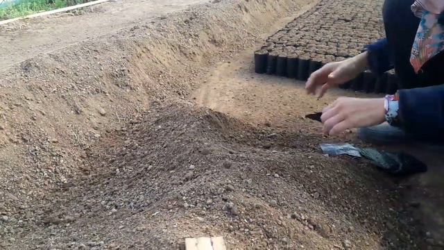 Подготовка к посеву Катарантусов. Шаг 2. Набиваем стаканчики. Размер 9×10. СОРТ КАТАРАНТУСОВ PanA X смотреть онлайн