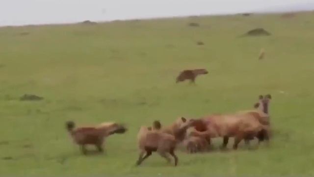 Жестокая битва стаи львов с огромной стаей голодных гиен! смотреть онлайн