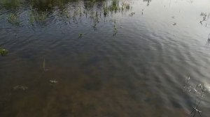 Прикормка для рыбы своими руками