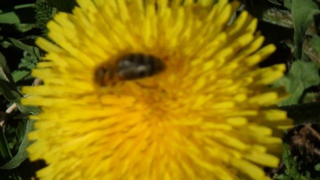 Медоносная пчела на одуванчике