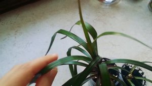 Драцена - Как я сформировала крону - Продолжение