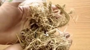 Синюха голубая корень - altaimatri.ru