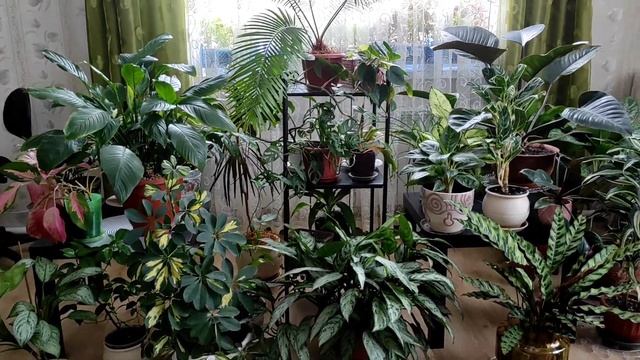 Колеусы. Зимовка на подоконнике. Конец января. смотреть онлайн