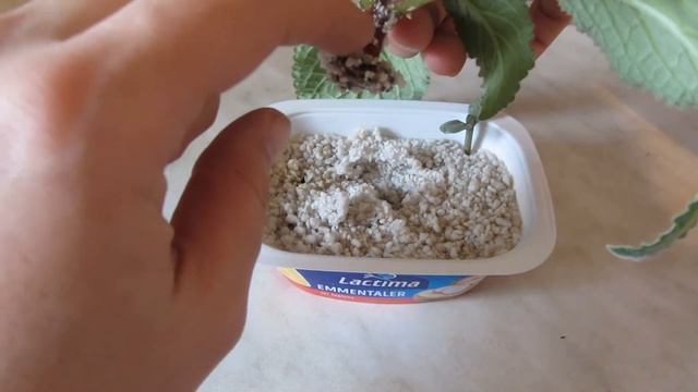 Глоксиния вытянулась? Исправить легко!