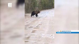 Медведи массово просыпаются и выходят к людям в Красноярском крае