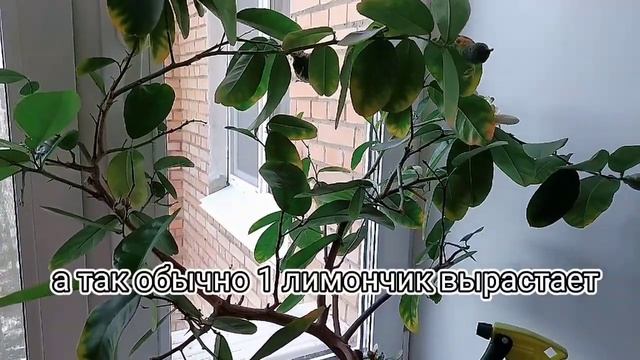Как вырастить лимон на подоконнике смотреть онлайн