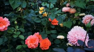 Розарий осенью.УХОД ЗА РОЗАМИ. Обязательные-Необязательные мероприятия для здоровья роз.