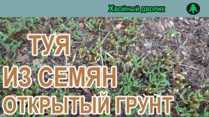 Как выращивать тую западную из семян в открытом грунте.Выращивание хвойных растений из семян.