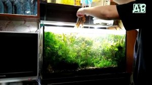 Стрижка аквариумных растений для подписчика! Plants aquarium beginner!