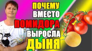 Почему вместо помидора выросла дыня.