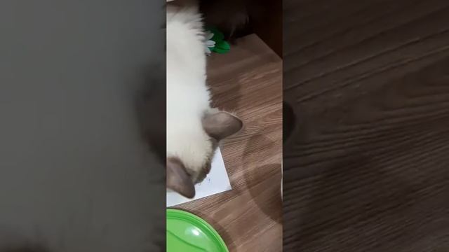 Семена чиа с кефиром