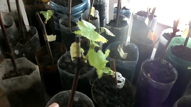 Влияние температуры на процесс роста вегетирующих саженцев смотреть онлайн