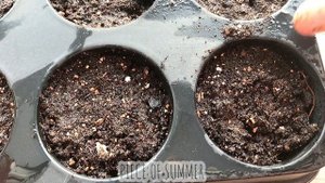 ВЫРАЩИВАЮ ЦВЕТЫ ДЛЯ ЗАЛИВКИ В ЭПОКСИДНУЮ СМОЛУ/ОТКУДА ВЗЯТЬ СУХОЦВЕТЫ/PIECE OF SUMMER?