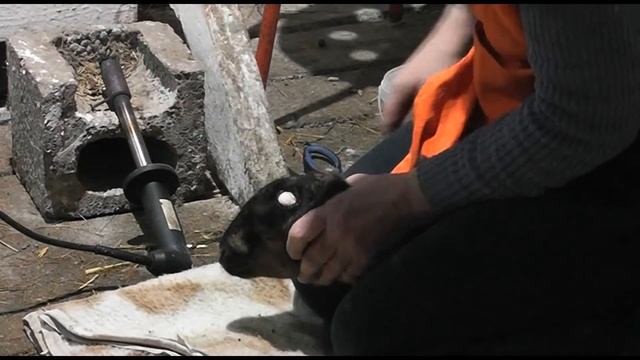 Обзор козлят шами и камори на нашей ферме смотреть онлайн