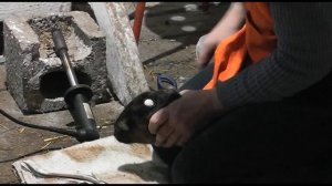 Обзор козлят шами и камори на нашей ферме