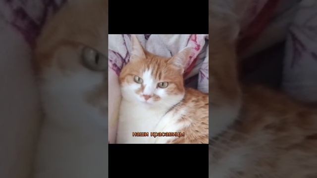 #влог #жизнь #россия #cat #shortvideo #рекомендации #бездомныеживотные #собака #кошки