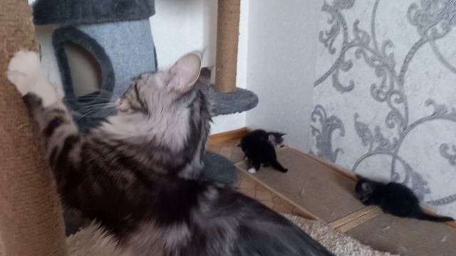 Котята мейн-кун