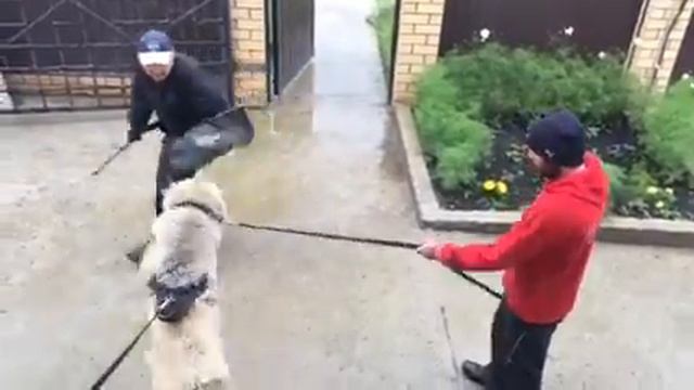 Кавказская овчарка ОМСОРИ КУБА первая работа смотреть онлайн