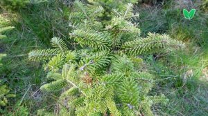 Пихта корейская, ориг abies koreana Зеленый Сад