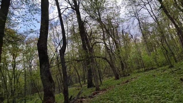 Прогулка в лес! Волк на дороге. Разведка солонцов. смотреть онлайн