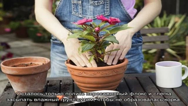 Зачем и когда нужна пересадка флоксов смотреть онлайн