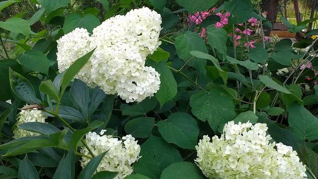 Гортензия смотреть онлайн