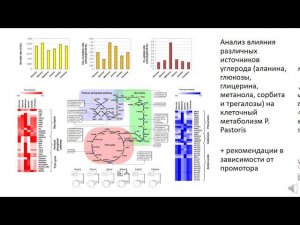 Лекция "Metabolic Engineering of Pichia Pastoris"