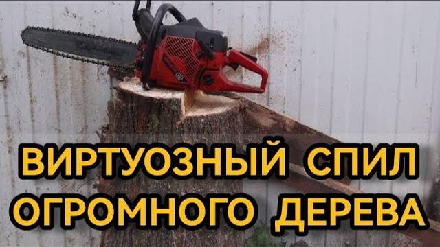 Виртуозный спил огромного дерева.  Впервые!