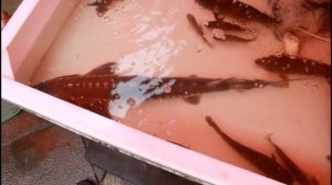 Секреты китайской кухни 00. китайский продуктовый рынок