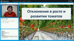 Болезни листьев томата