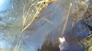 ОХОТА НА БОБРА КАПКАНАМИ КП-320 УСТАНОВКА И ПРОВЕРКА КАПКАНОВ.