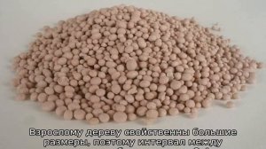 Черешня Наполеон