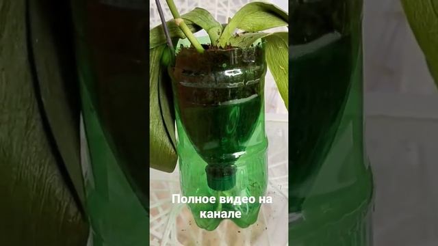 Как сделать горшок для орхидеи своими руками из бутылки #ИринаДавтян смотреть онлайн