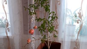 Обзор комнатных растений в конце зимы 2022, комнатные растения/цветы