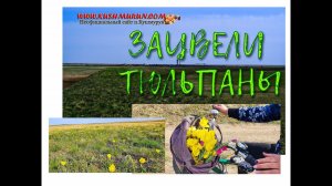 Зацвели тюльпаны в Казахстане, в степях Кушмуруна зацвела чумачечая красота.