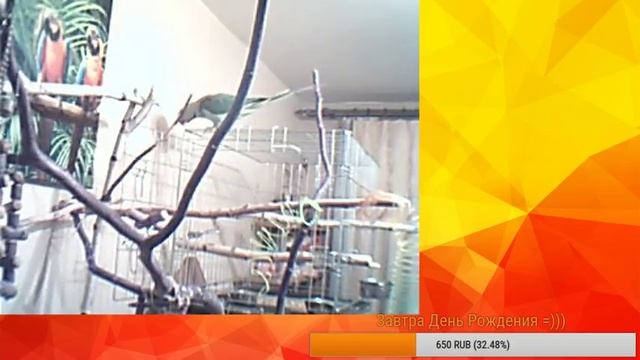 АЛЕКСАНДРИЙСКИЙ ПОПУГАЙ! Жизнь птиц 24 часа ДР Снежаны
