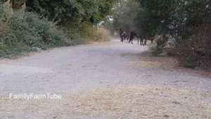 Козерог. Конный гороскоп. ЛОШАДЬ по зодиаку КОЗЕРОГ !