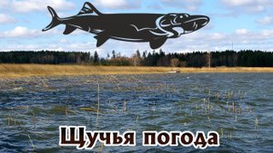 В такую погоду щука  ловится на на все подряд. В какую погода щука лучше ловится?