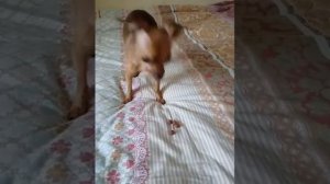 Той-терер