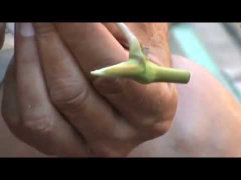 Зеленые прививки винограда - как и когда делать www.vinograd-kriulya.com смотреть онлайн