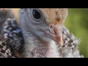 На что необходимо обратить внимание при покупке птицы// Бронза-708 вторые сутки.