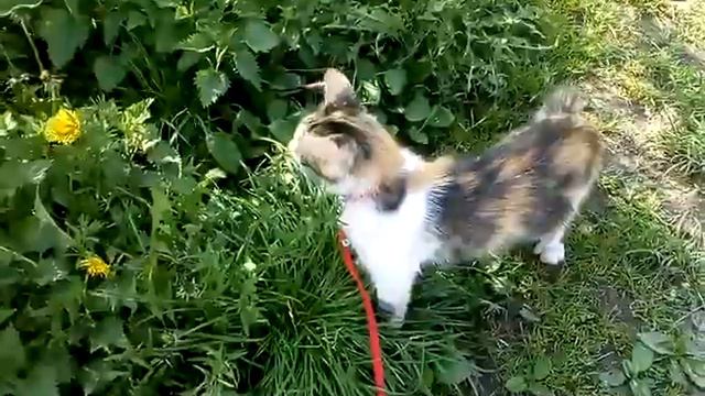 Милка + прогулка = счастливая кошечка)