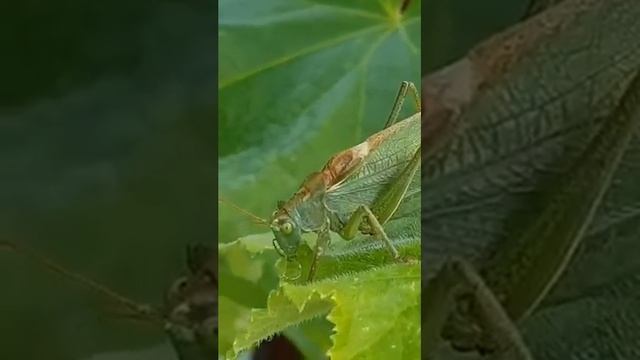 Кузнечик ест огуречик. Разговор с кузнечиком. Grasshopper is eating a cucumber.