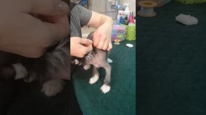 Снимаем старую подклейку с уха щенка