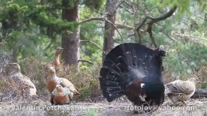 Глухарь -Tetrao urogallus- Capercaiilie