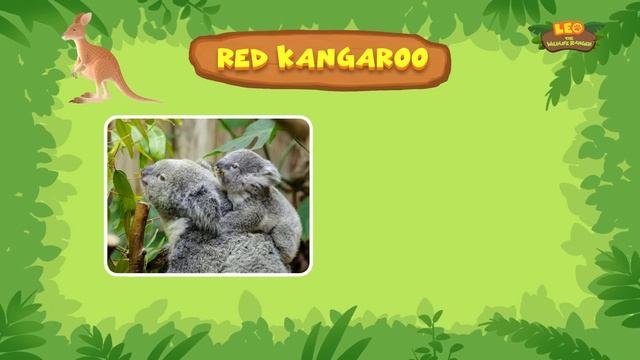 Red Kangaroo | The World's LARGEST Marsupial! | Leo the Wildlife Ranger | Fun Animals Facts For Kid смотреть онлайн