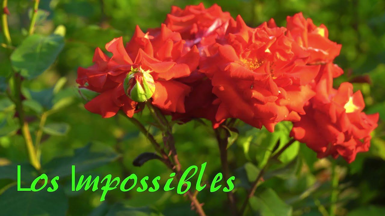 Los Impossibles (Santiago de Murcia)