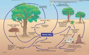 Как сделать землю ЖИВОЙ и при чем тут экскременты червяков #humus soil #garden #husbandry