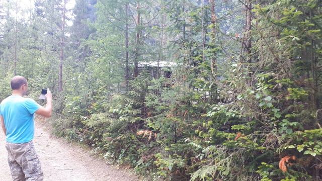 Лес 20 06 20 смотреть онлайн